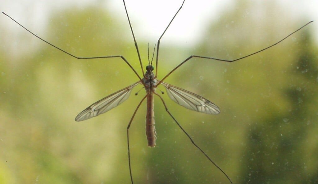 Close up of crane fly on glass