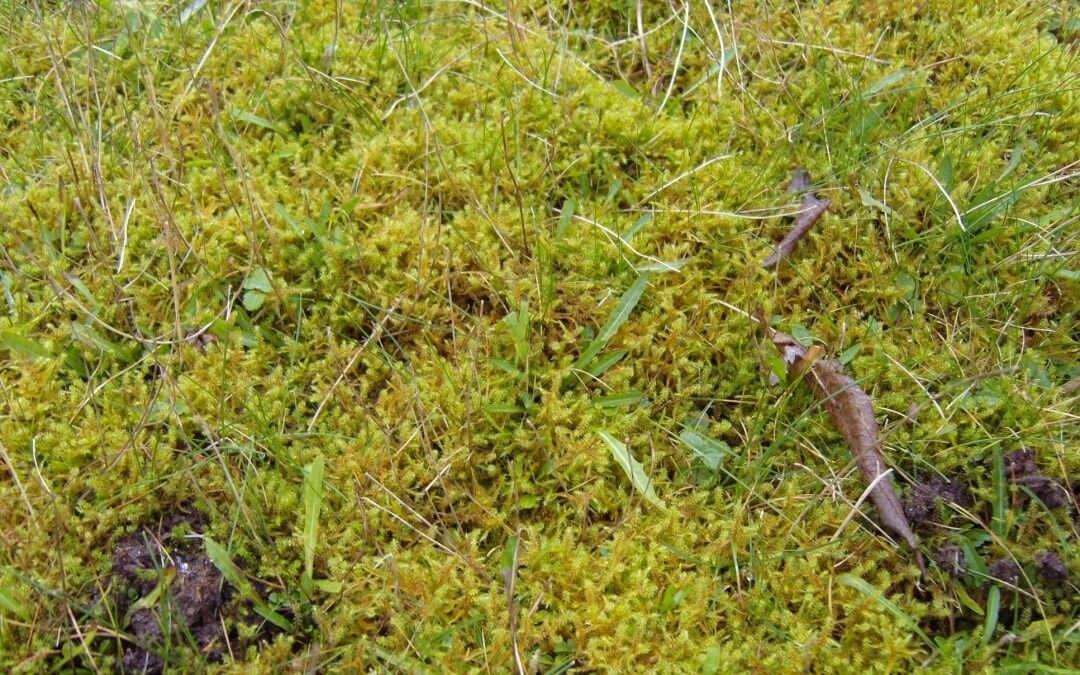 How to rake out moss from your lawn