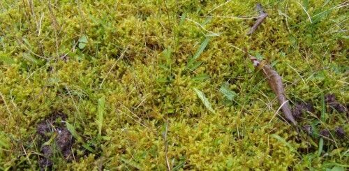 Moss Control for Lawns