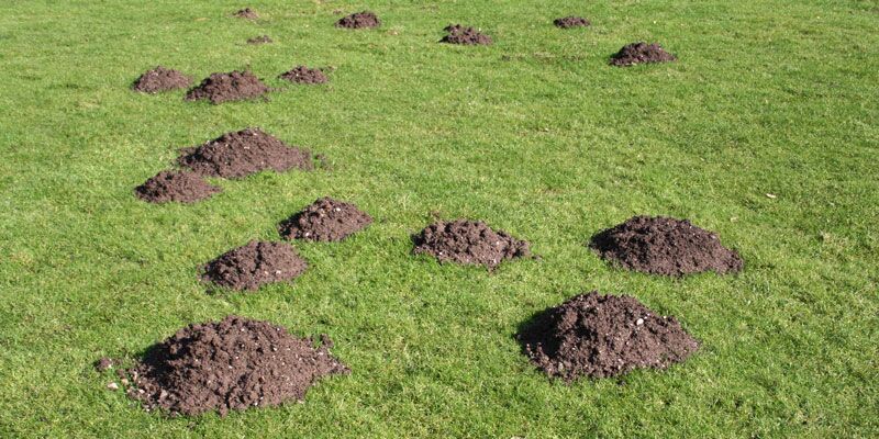 Mole hills on a lawn