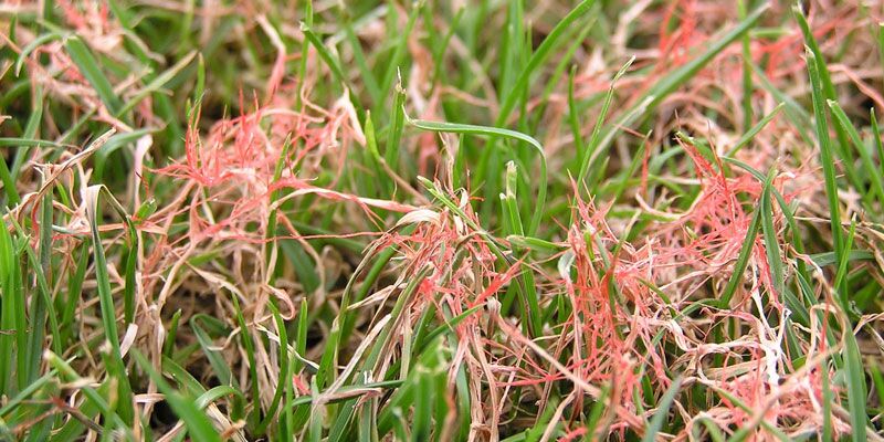 Patch of red thread on lawn
