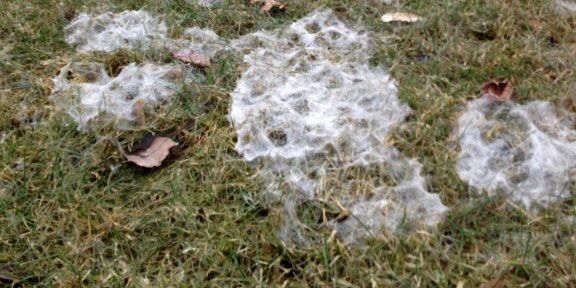 Patch of snow mould on lawn