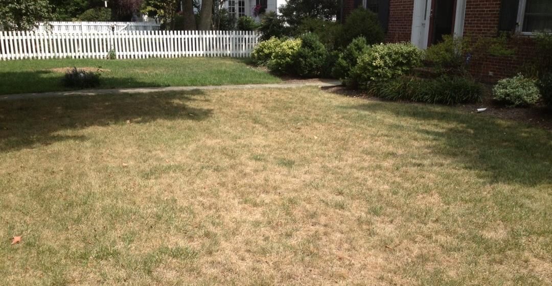 Damage on lawn from lawn drought
