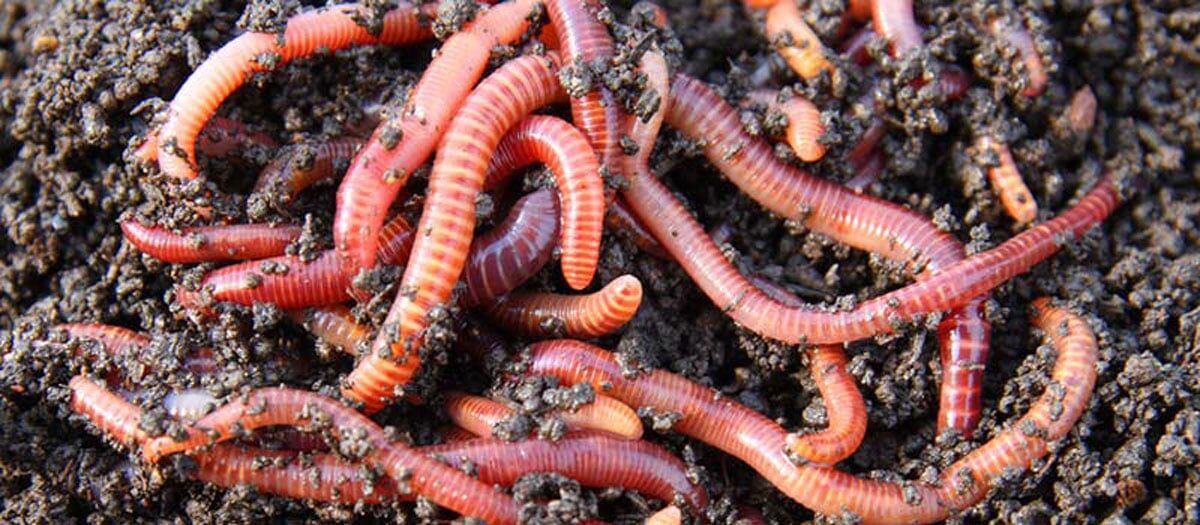 Pile of worms in soil