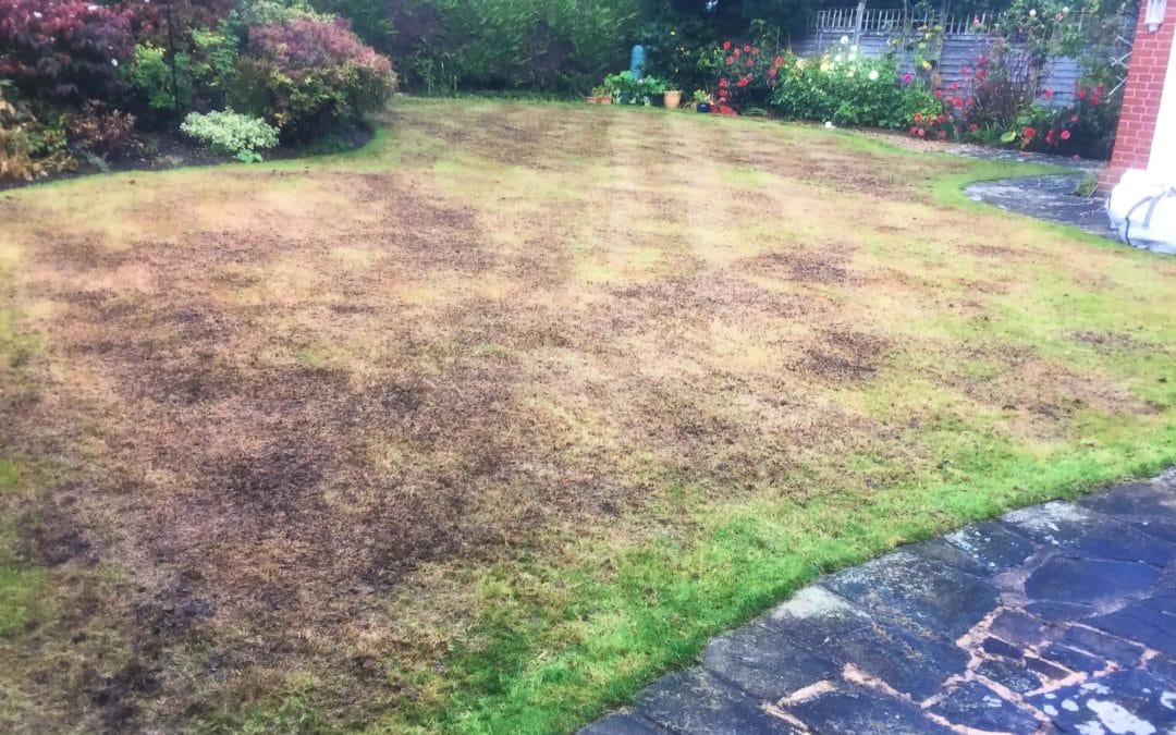 Scarification Recovery Time Explained