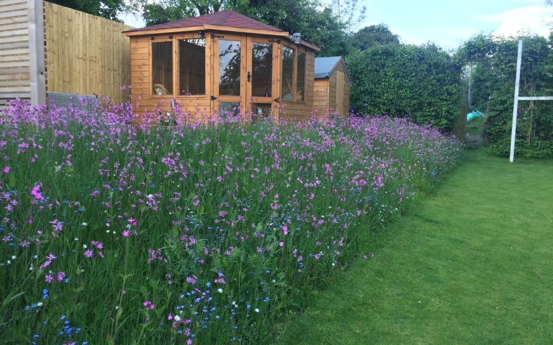 Creating Sustainability with Wildflower Turf