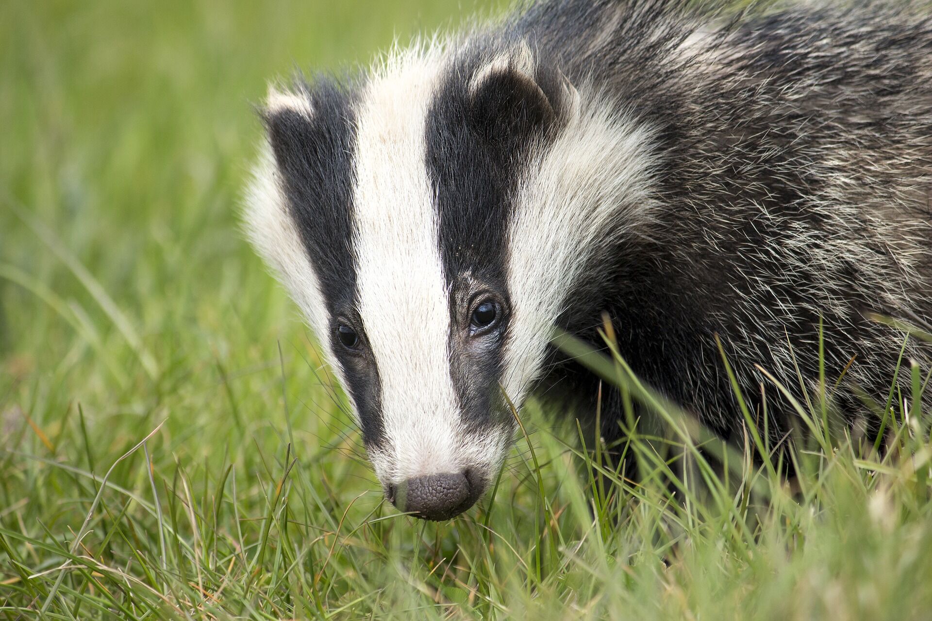 Close up of badger on lawn