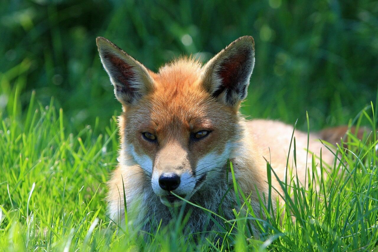 Close up of fox lying on a lawn