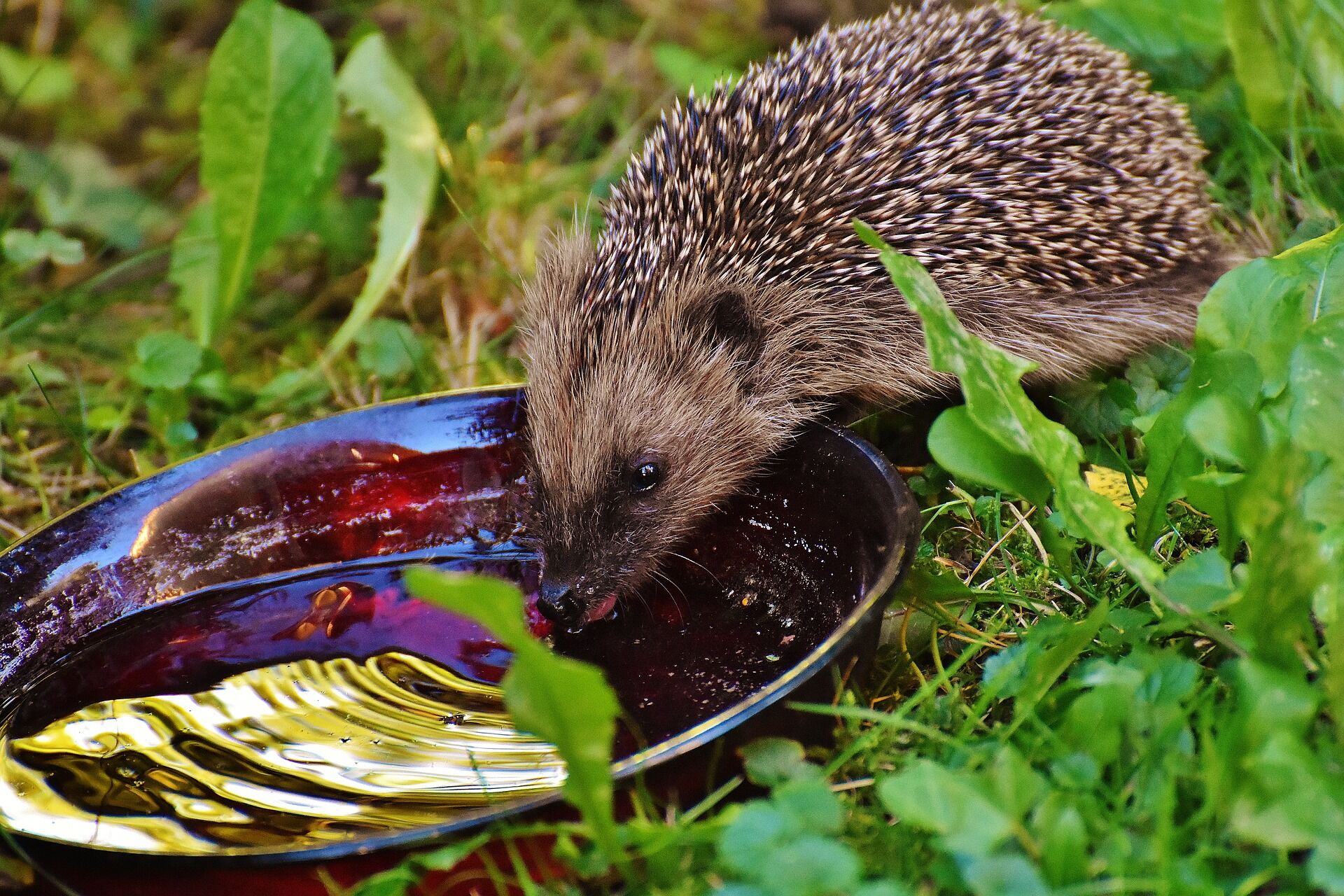 Hedgehog drinking from bowl on lawn