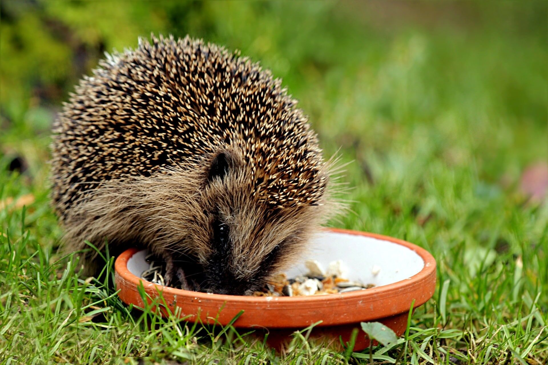 Hedgehog eating from small bowl on lawn