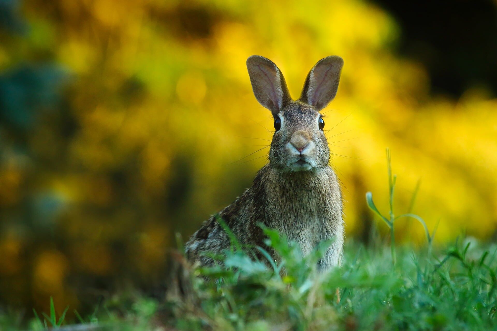 Rabbit staring at camera stood on lawn