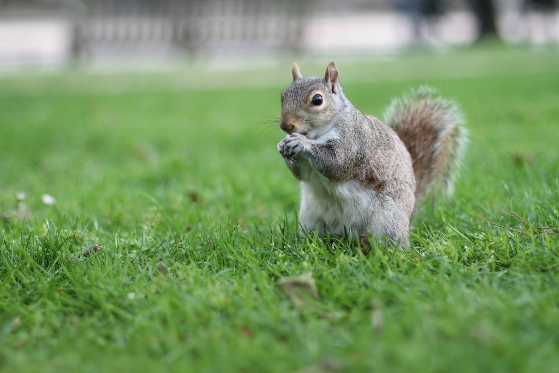 Close up of squirrel eating on lawn