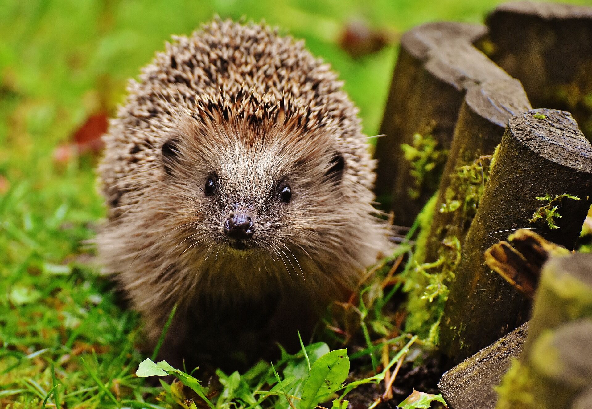 Close up of hedgehog on lawn staring at camera