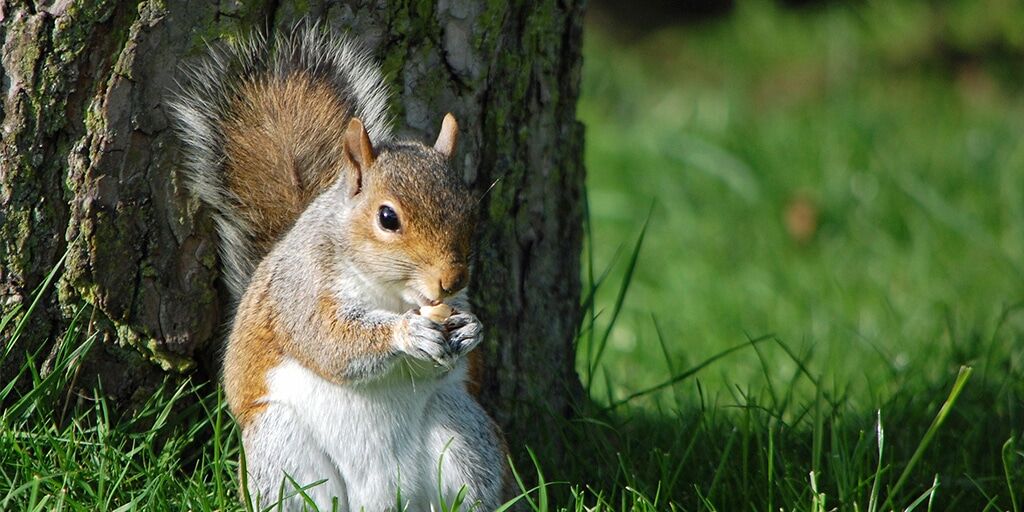 A squirrel enjoying his food by a tree