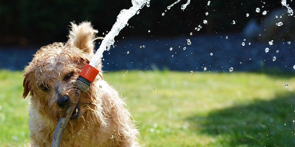 A dog playing with a hose pipe spraying water