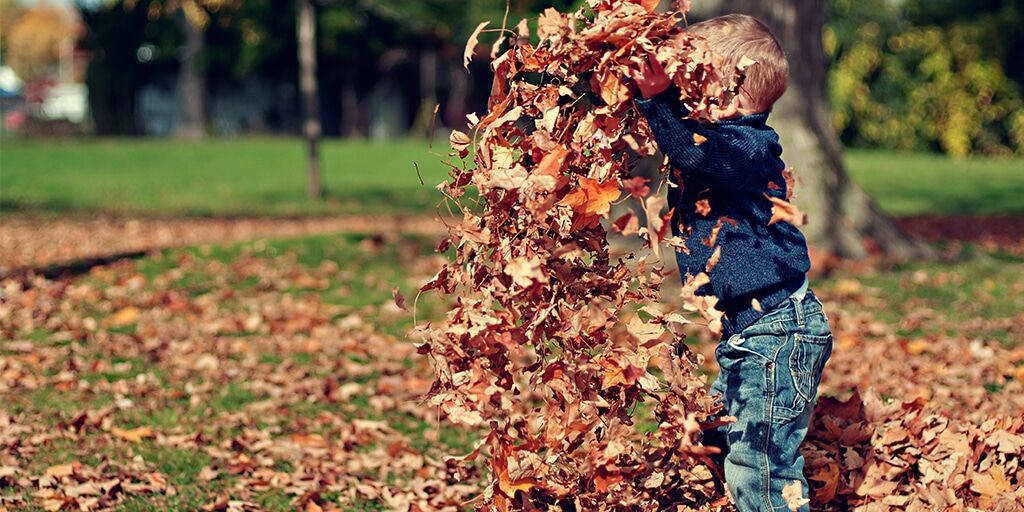 Child playing with pile of autumn leaves