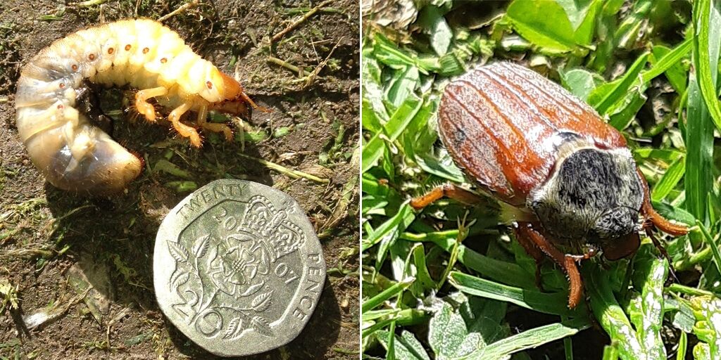 Split image of a chafer grub and a chafer beetle.