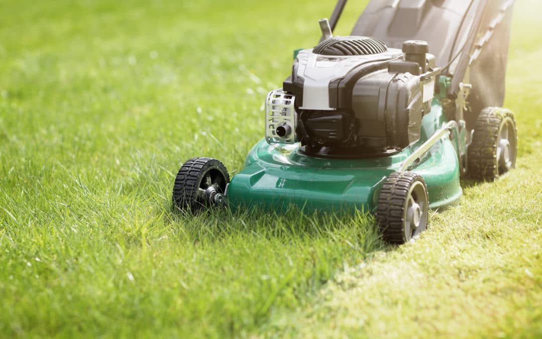 A lawn in winter – To mow, or not to mow?