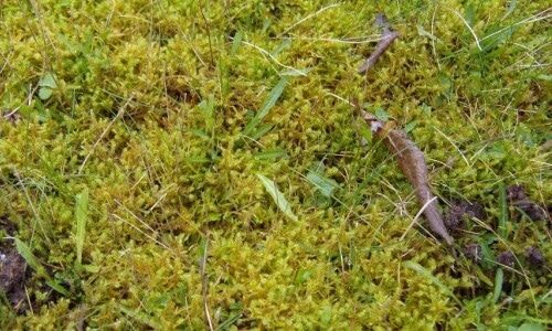 Close-up of moss overtaking a lawn