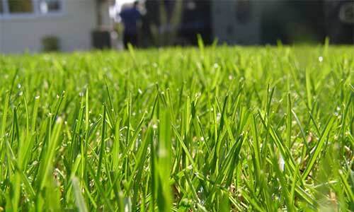 A close-up of a luscious green lawn