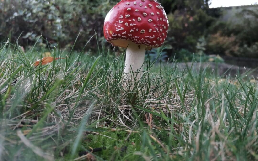 How to deal with Mushrooms and Toadstools on your lawn