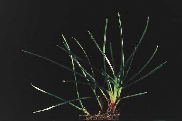 Close up of single sprout of rye grass with roots showing