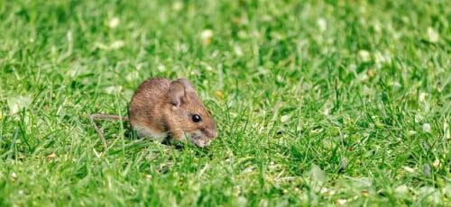 Close up of vole on lawn