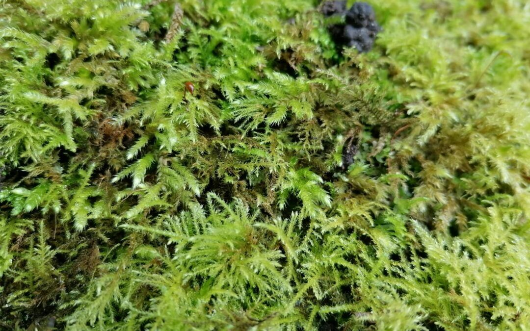How to control moss on your lawn
