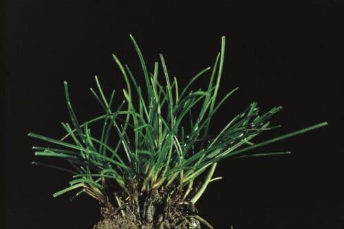 Close up of clump of fescue grass