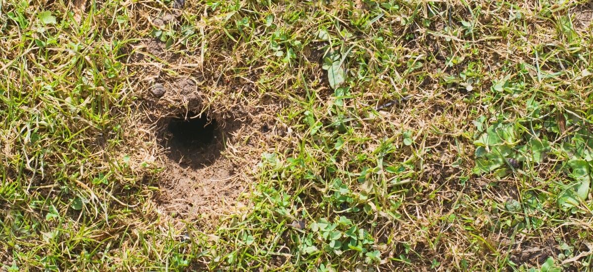 Small hole in lawn