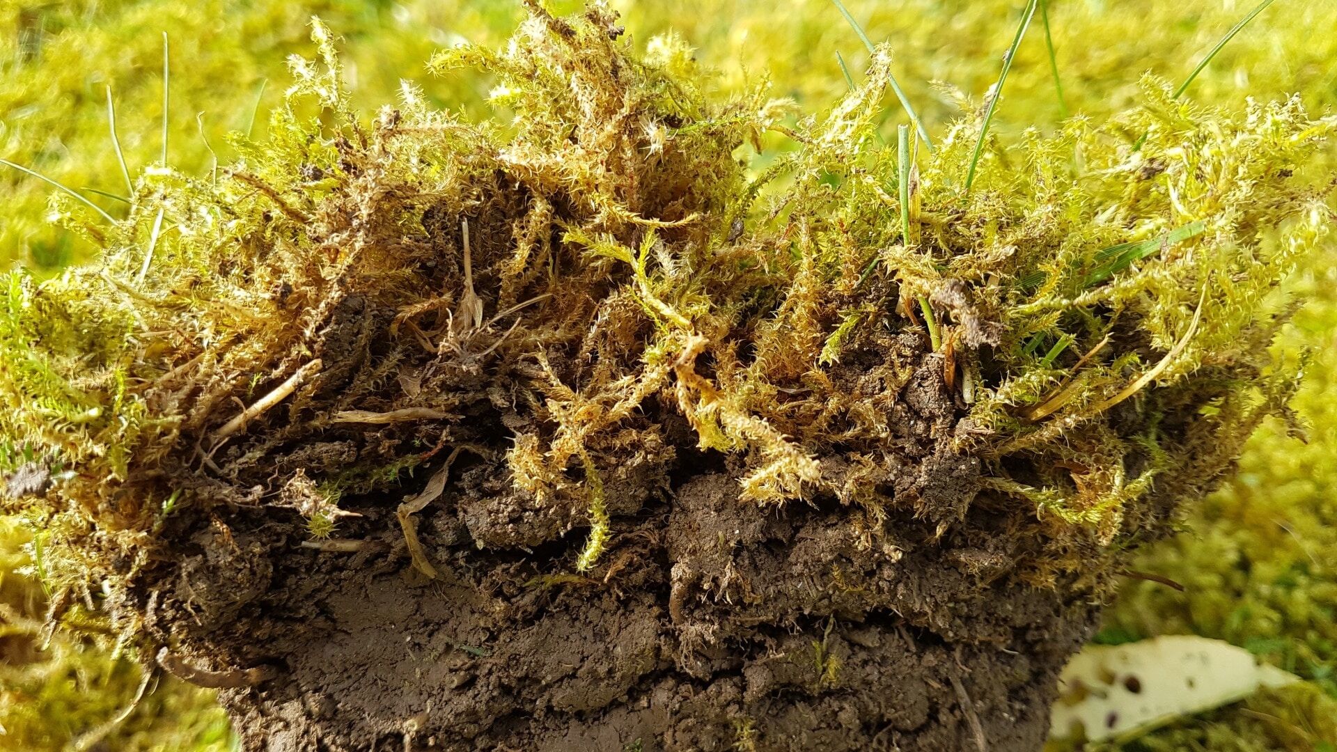 Close up of moss on lawn