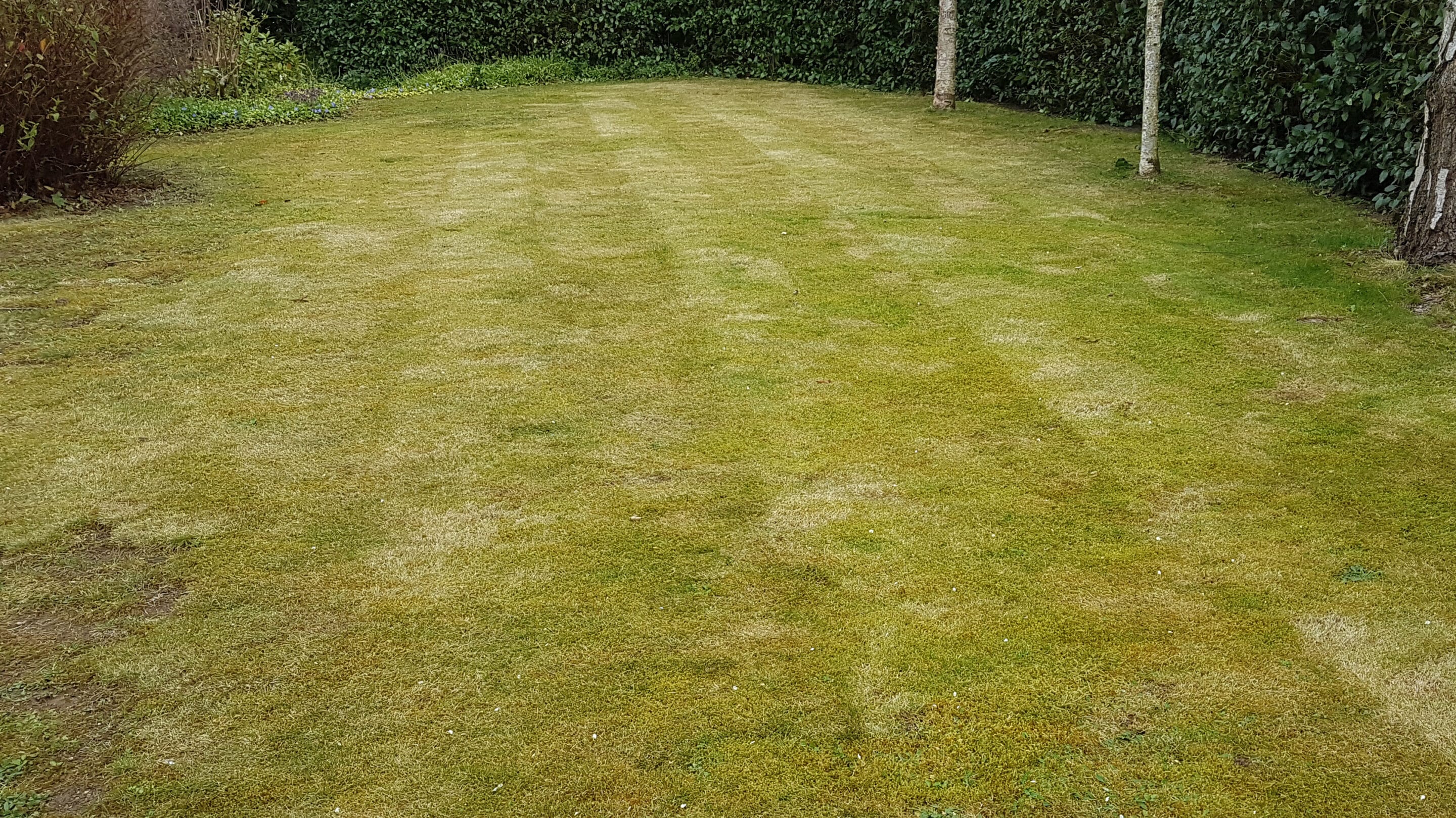 Patchy lawn