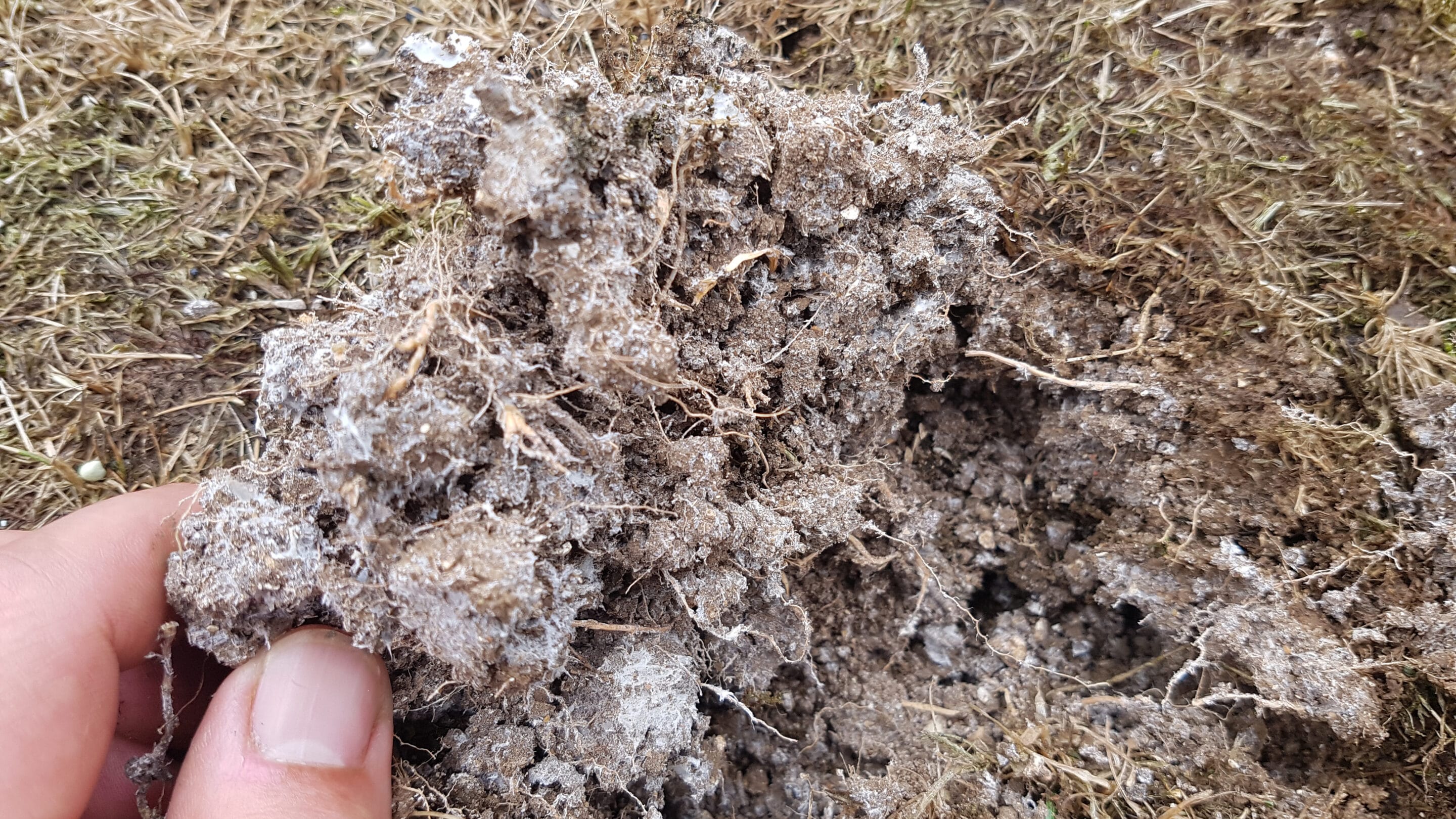 Close up of dry patch of lawn