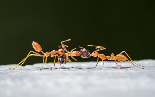 Red ants fighting over ant