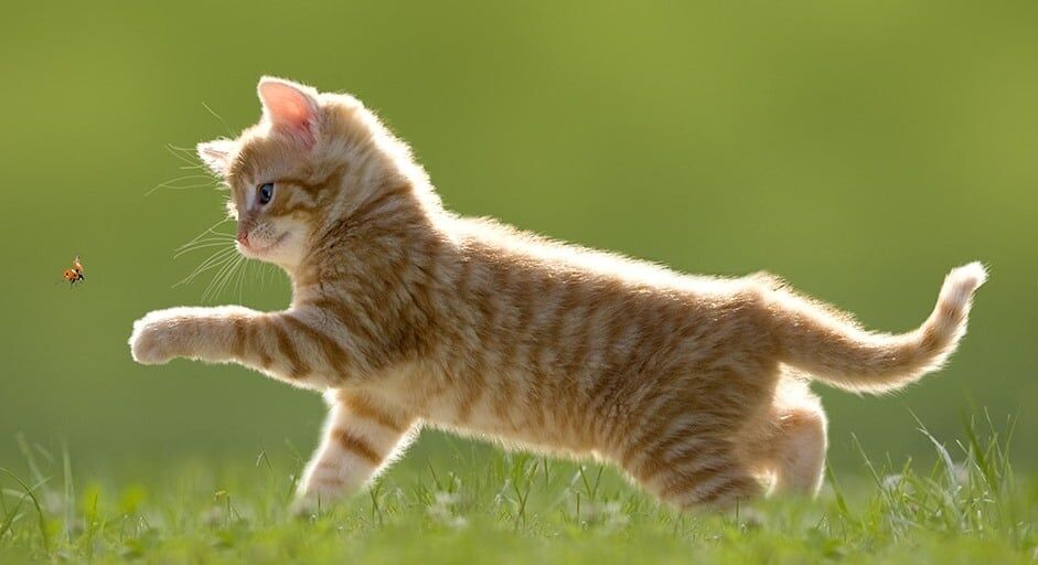 Kitten chasing ladybug on lawn