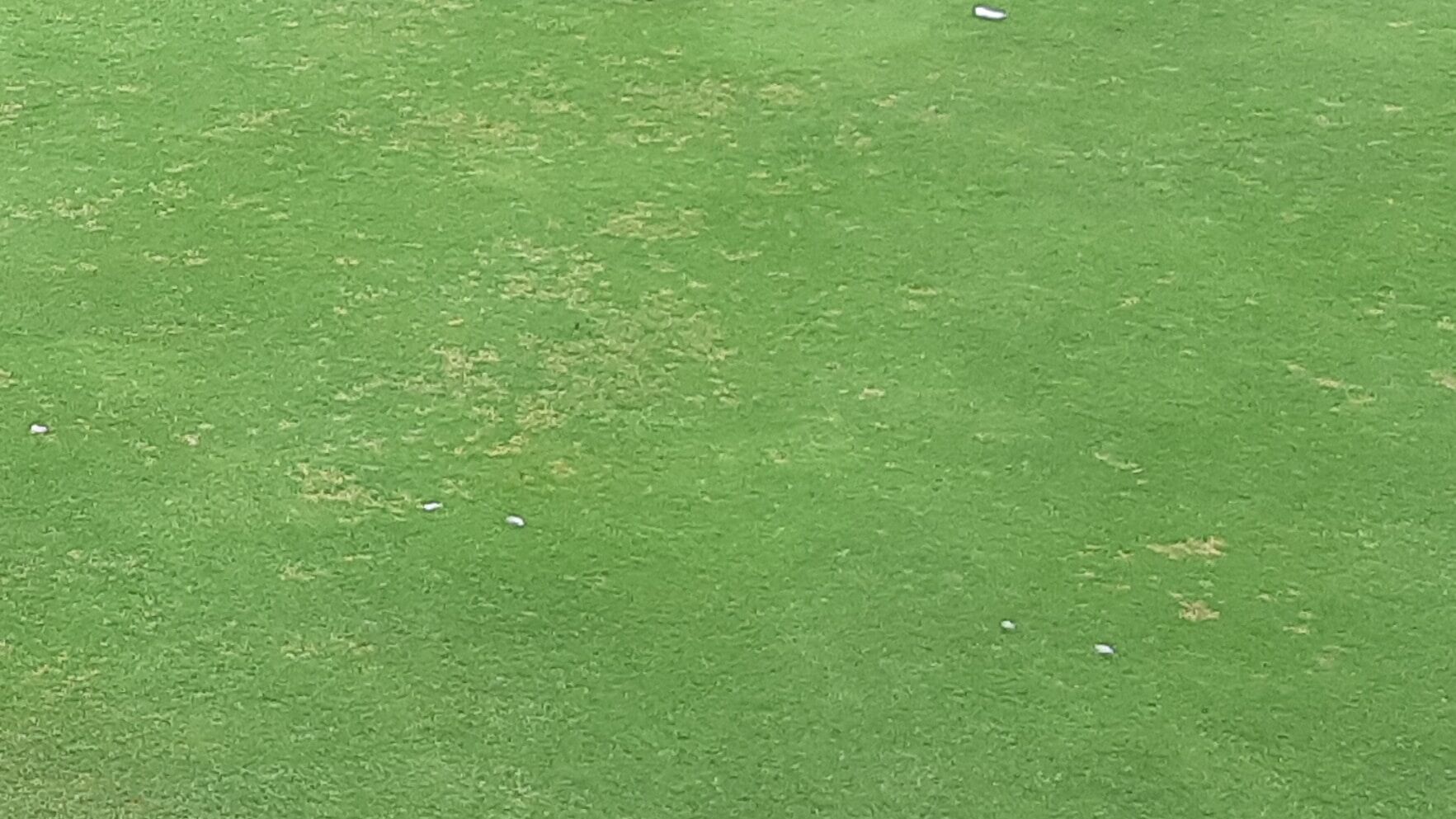 Dollar spot patches on lawn