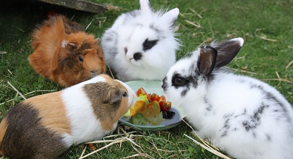 Rabbits and guinea pigs eating plate of fruit