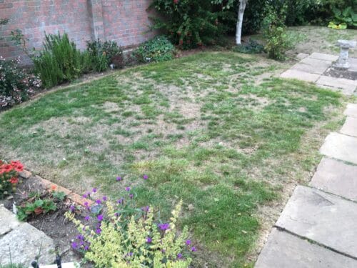 Lawn covered in dry patches