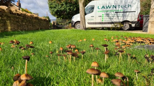 Patches of fungi on lawn