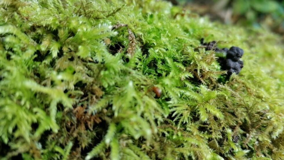 A close up of damp moss