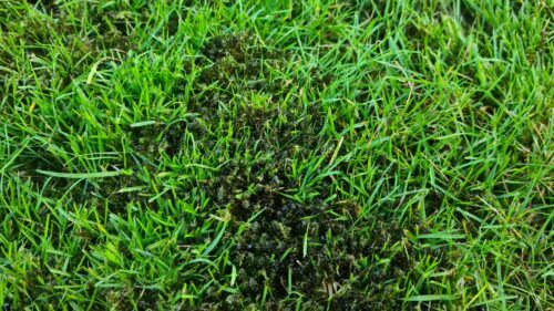 Treated moss on lawn