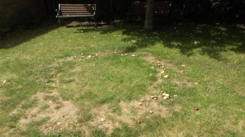 Fairy ring with fungi on lawn