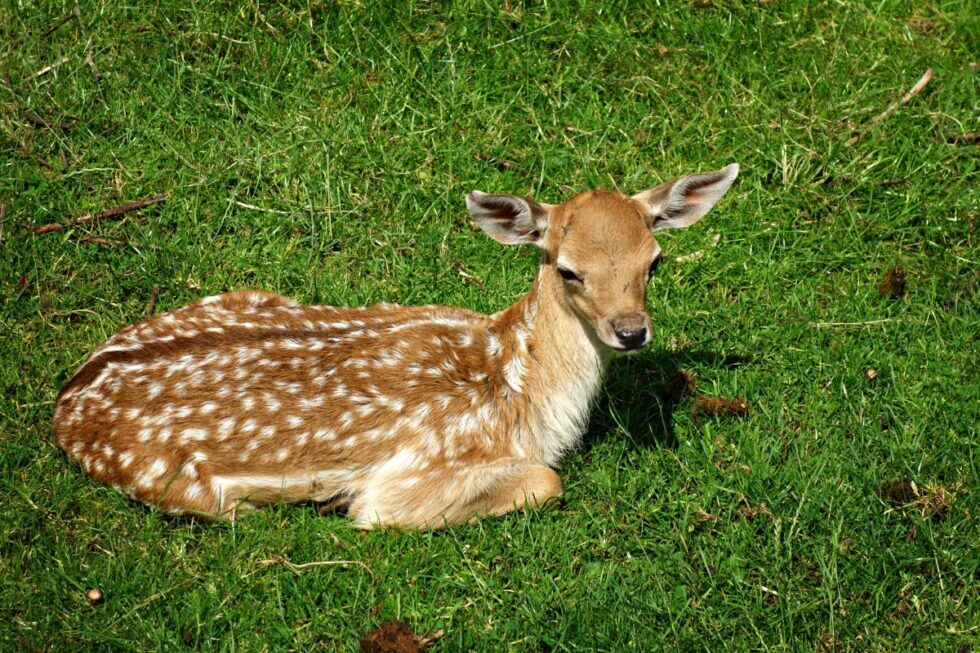 Baby deer lying on a lawn