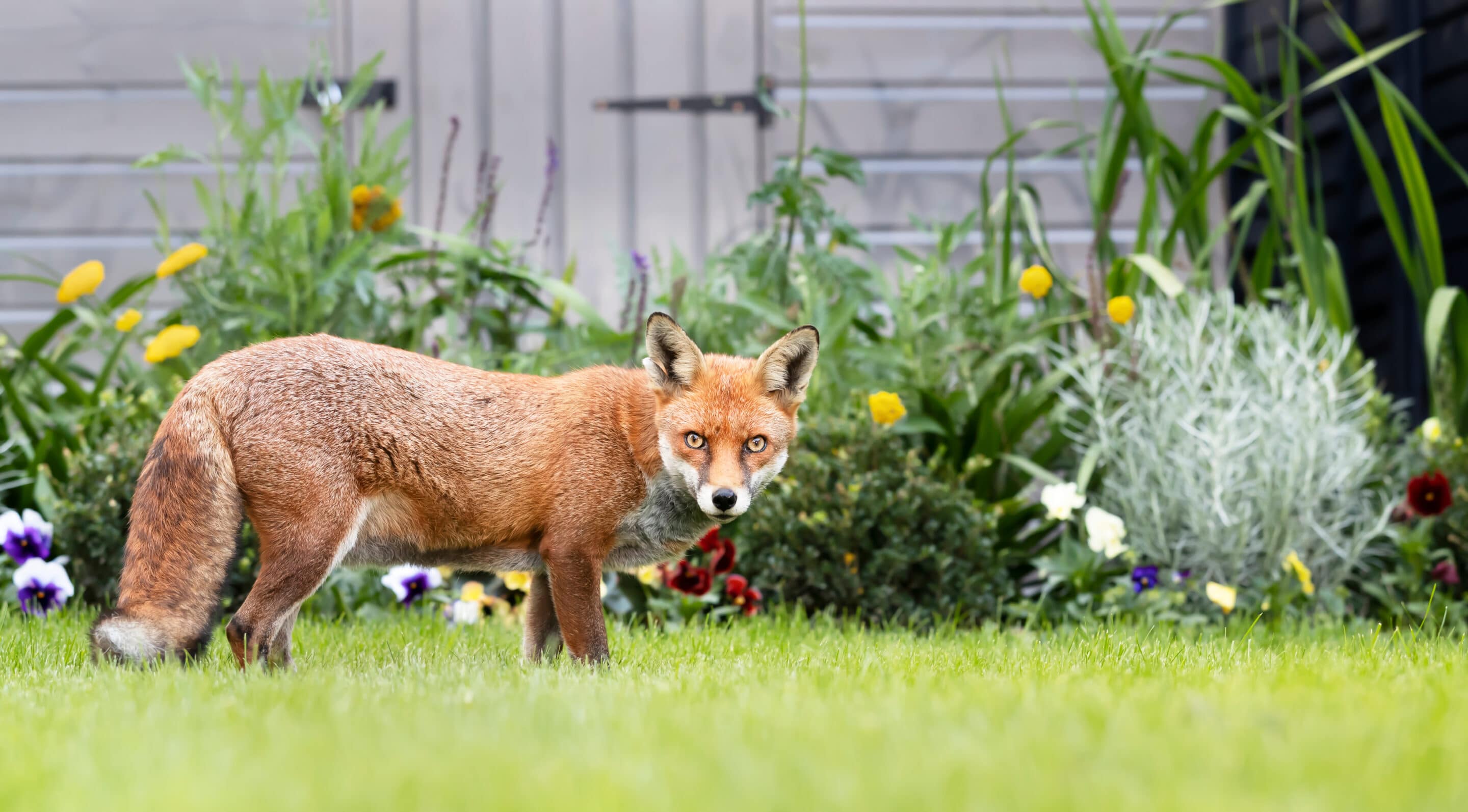 Fox stood by flowers in garden staring at camera