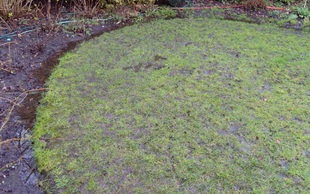 How to deal with a waterlogged lawn