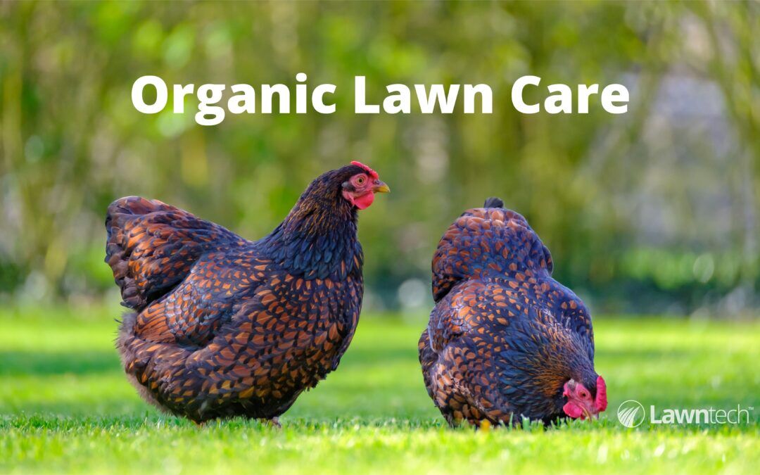 What are the benefits of Organic Lawn Care?