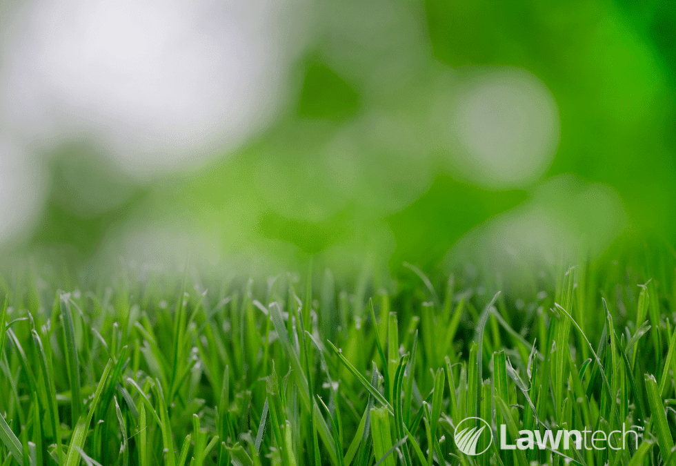 What type of grass seed is right for my lawn?
