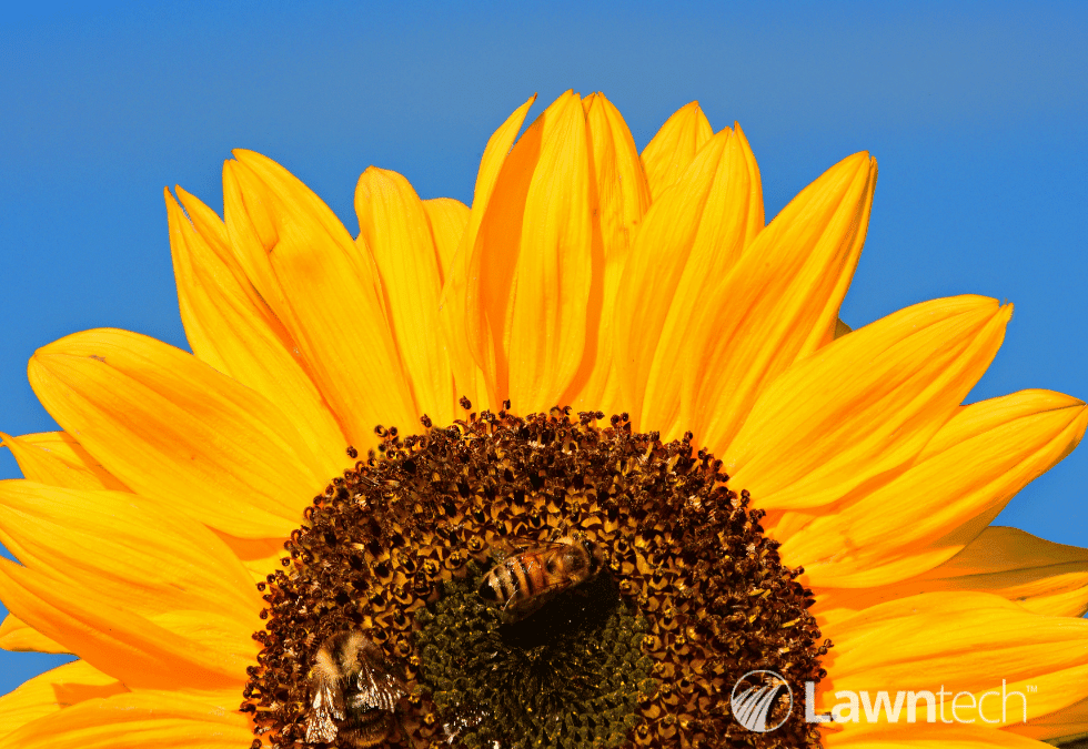 It’s World Bee Day – How can we help save the bees?