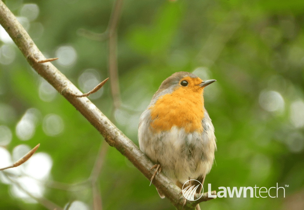 Welcome Wildlife Into Your Garden This Winter