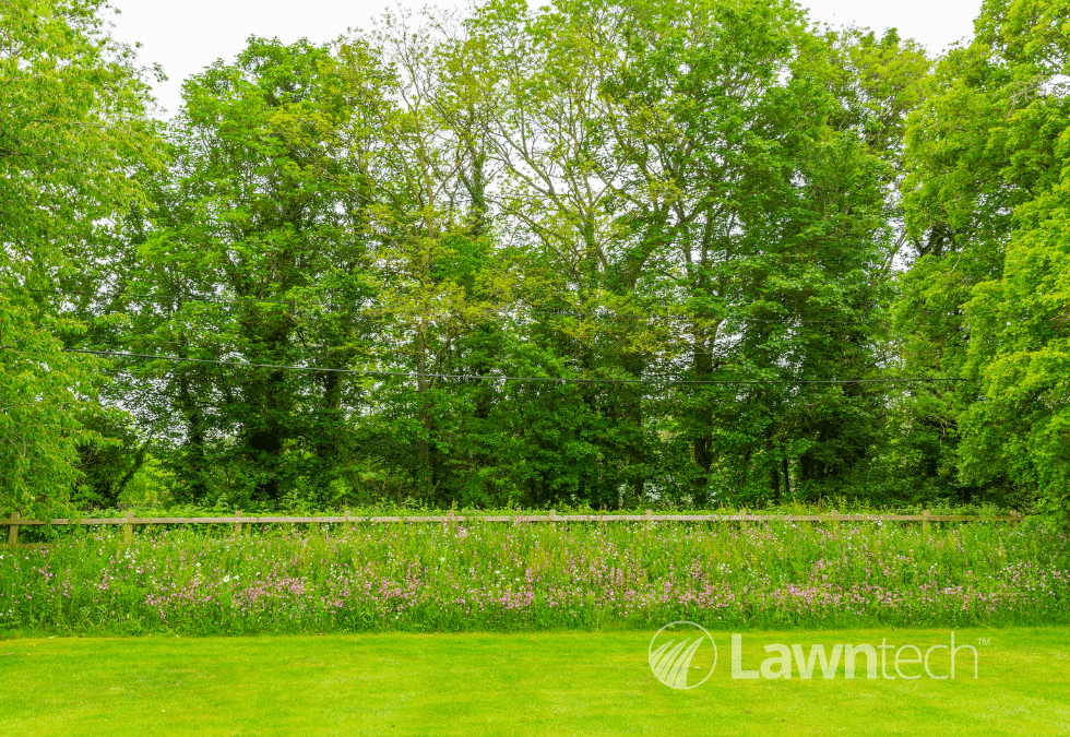 Go wild all year for ‘No Mow May’